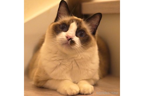 ほたてちゃん1枚目
